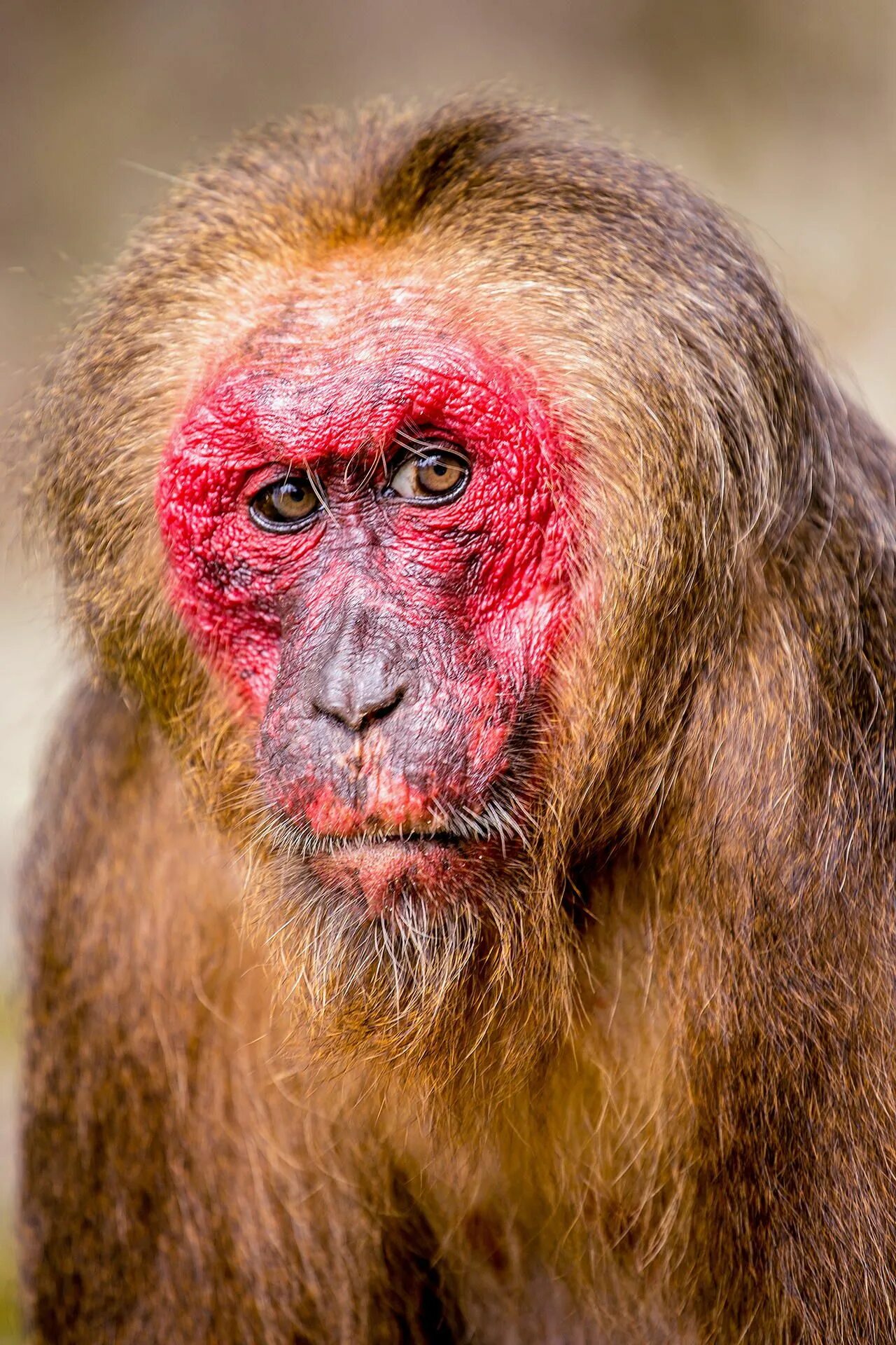 Макака фото с красной Stump-tailed Macaque by Dmitry Volochai - Photo 52509934 - 500px Wachstuch nähen