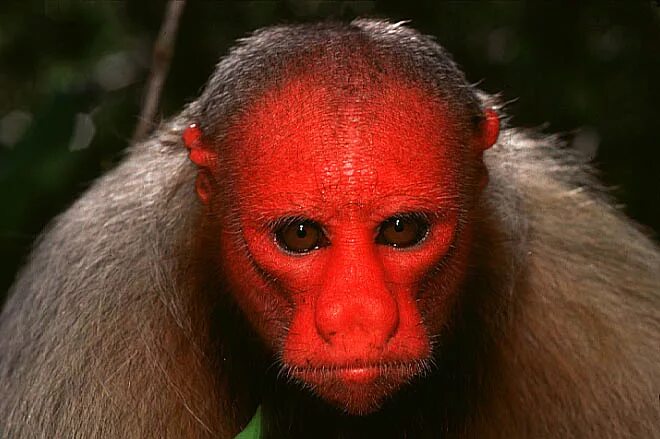 Макака фото с красной God’s Amazing Creatures Ugly animals, Monkey species, Zoo animals