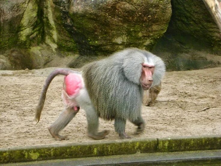 Макака с красной какой фото Обезьяны с красными попами (30 фото) Baboon, Animals, Monkey