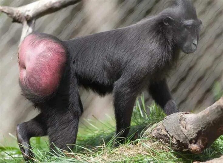 Макака с красной какой фото The 33 Most Terrifying Animals in Existence Creepy Animals Gallery Самые милые ж
