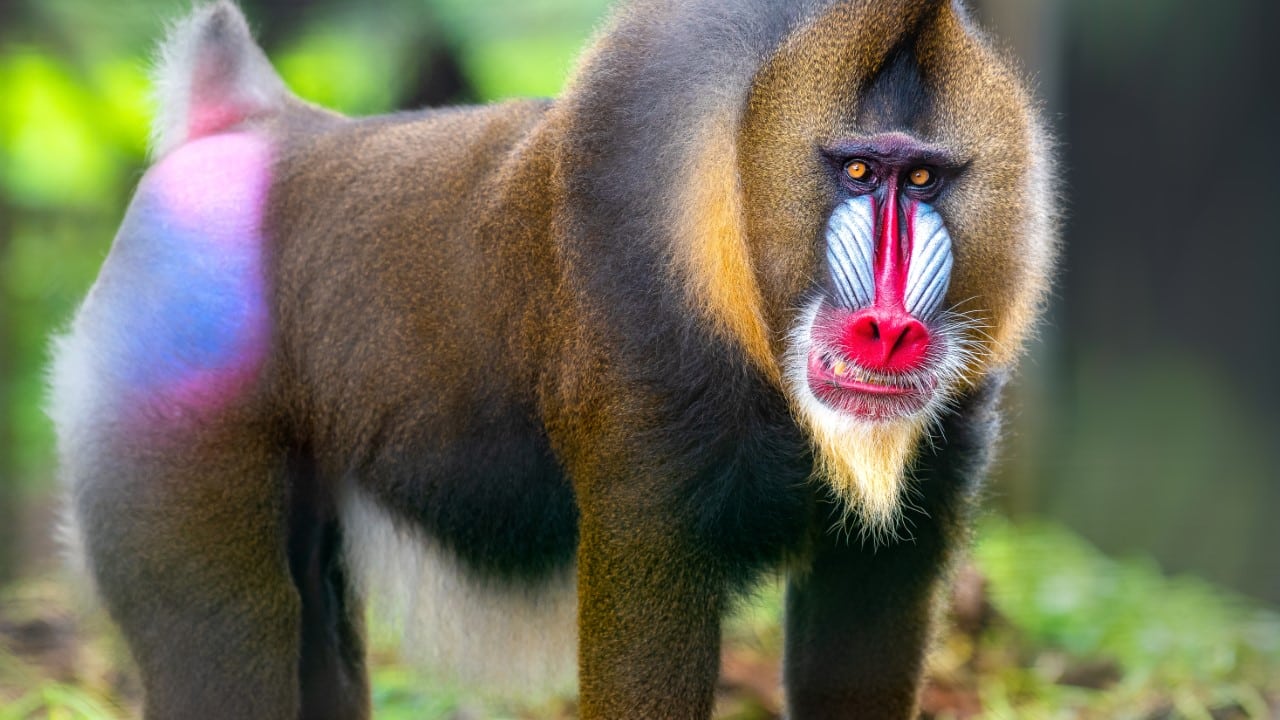 Макака с красной какой фото 26 interesting facts about Cameroon - The Facts Institute