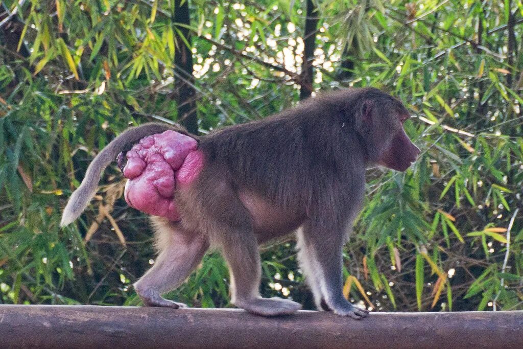 Макака с красной какой фото Weird Ass Nadir Hashmi Flickr