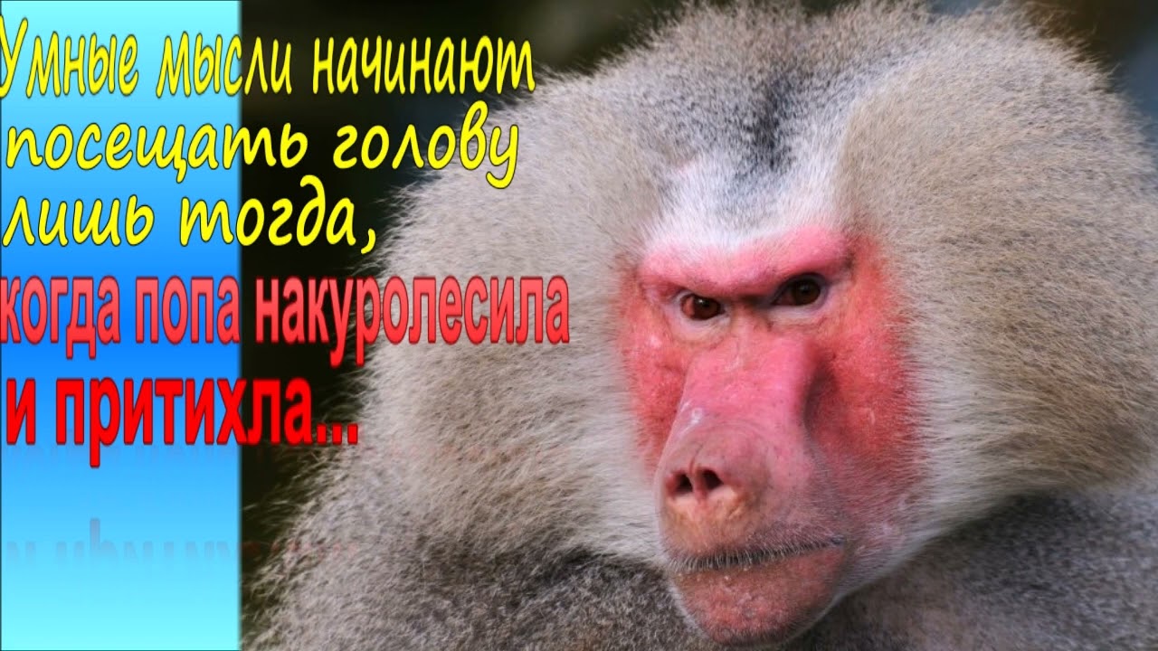 Макака с красной поп фото Прикольнве шутки о нашей ПЯТОЙ ТОЧКЕ!!! - YouTube