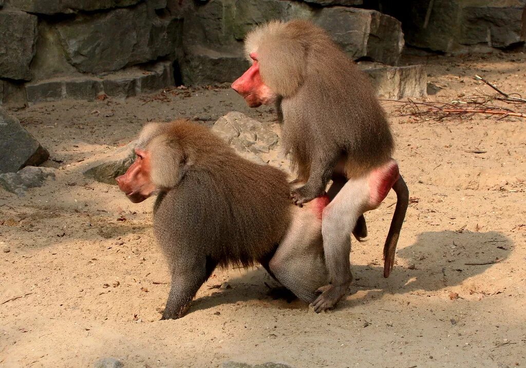 Макака с красной поп фото Meet The Baboon Boss Two male Hamadryas baboons (Papio ham. Flickr