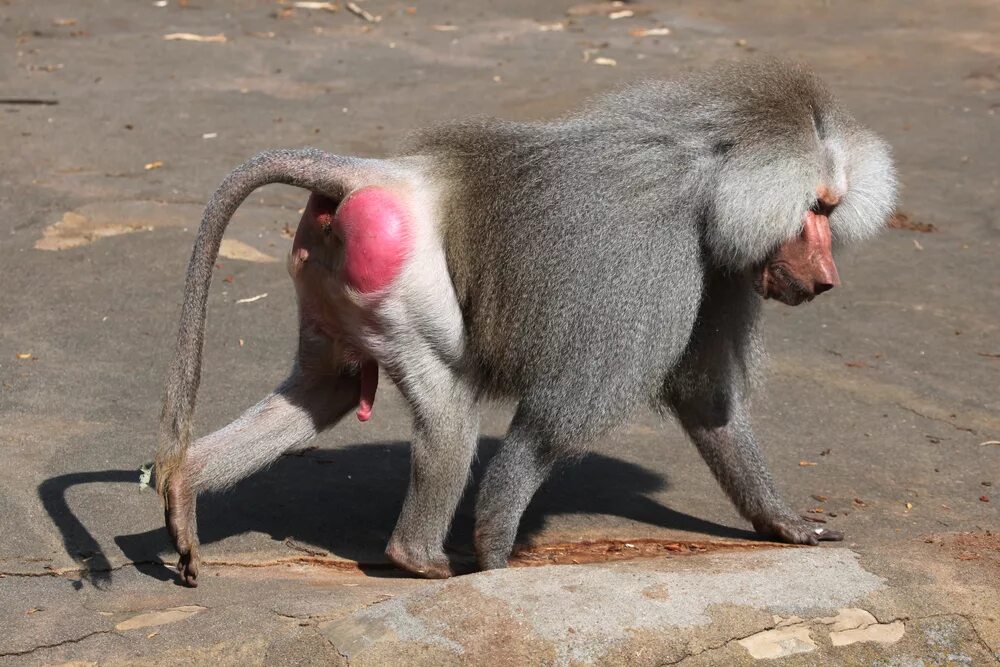 Макака с красной поп фото Male baboons will kill to reproduce faster - Earth.com