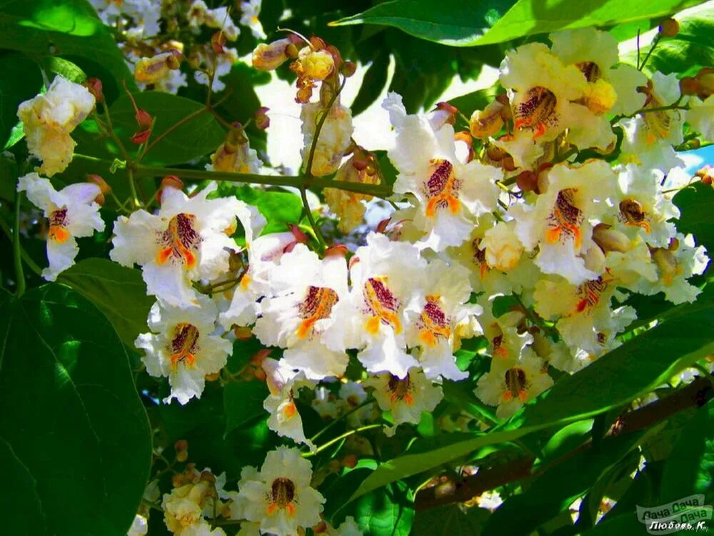 Макаронное дерево фото Катальпа яйцевидная (Catalpa ovata) саженец ЗКС. Купить в Бресте - Семена Ay.by.