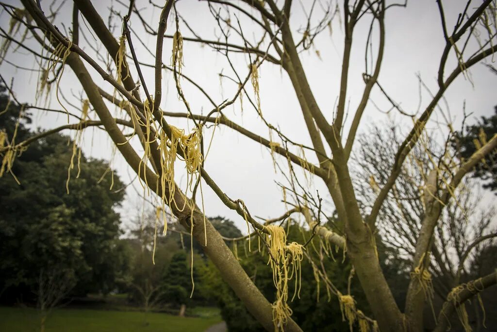 Макаронное дерево фото Rare Sighting of the Spaghetti Tree in flower at VBG this . Flickr