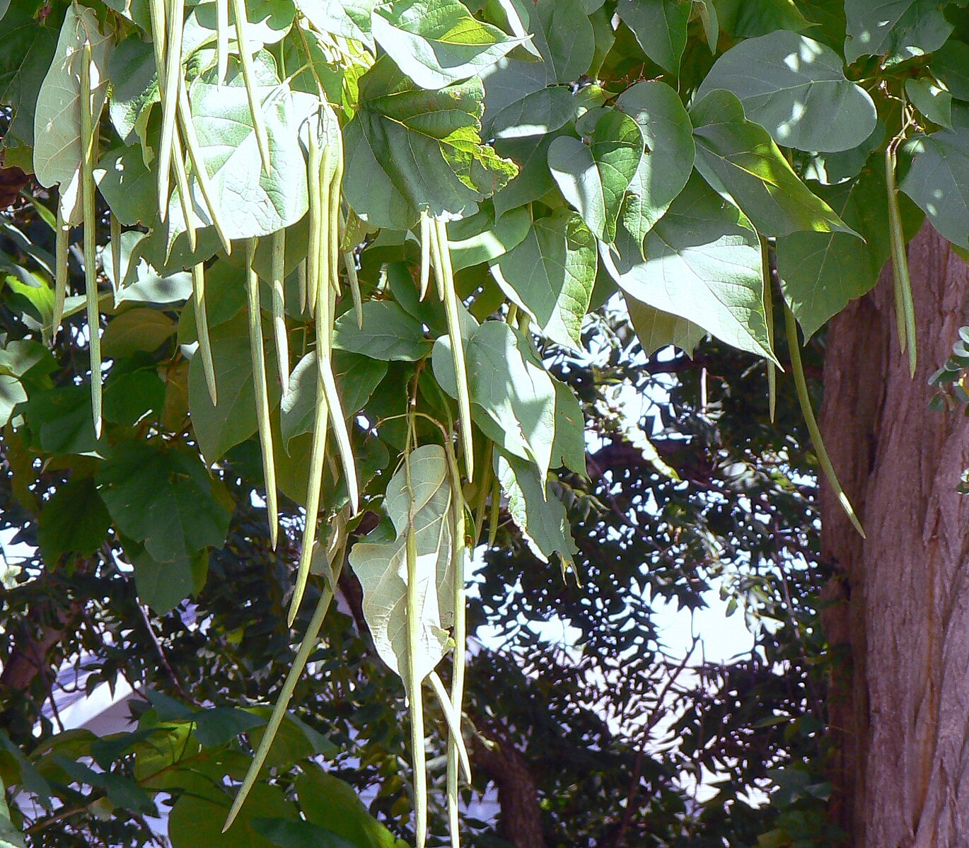 Макаронное дерево фото File:Northern Catalpa beanpods.jpg - Wikipedia