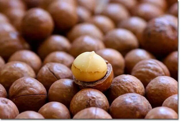 Македонский орех фото Growing Bush Tucker! Macadamia nuts, Food, Macadamia nut tree
