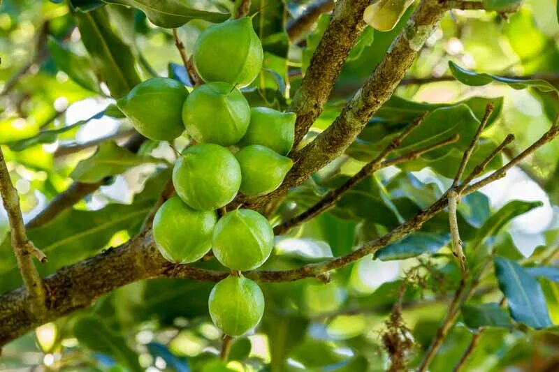 Македонский орех фото Macadamia Nut Tree Growing Guides, Tips, and Information