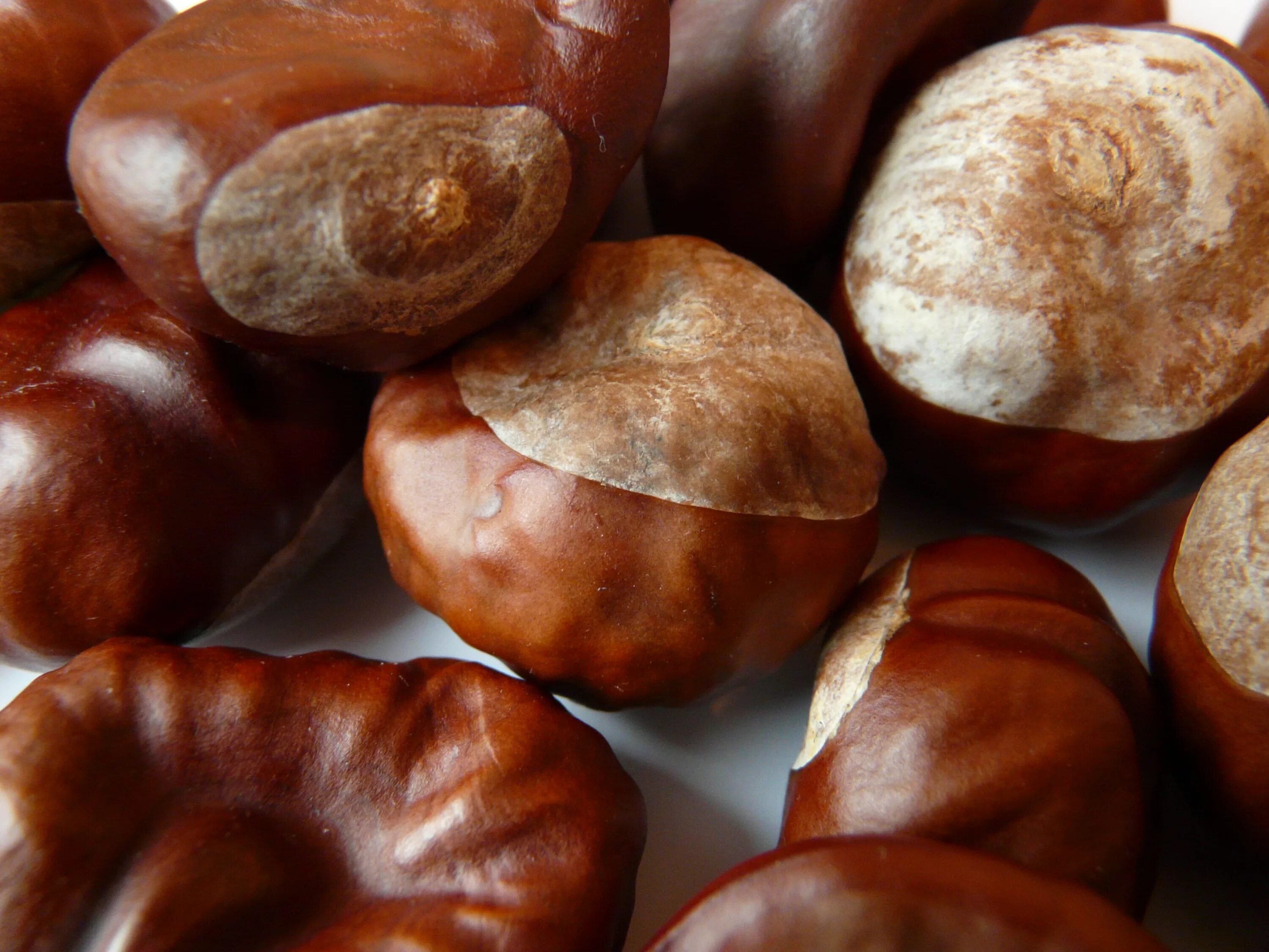 Македонский орех фото Free Images : food, produce, autumn, brown, nut, cuisine, hazelnut, baked goods,