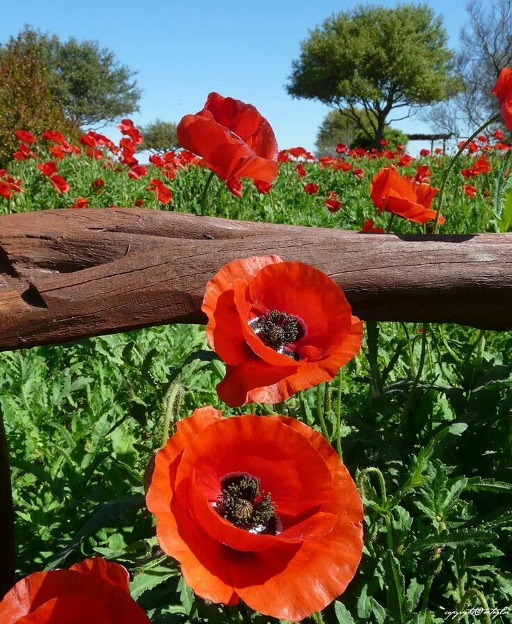 Маки садовые фото Fotoğraf - Google+ Poppy flower, Beautiful flowers, Flower painting