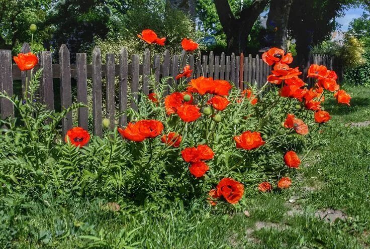 Маки садовые фото Wallpaper Fence flower Poppies