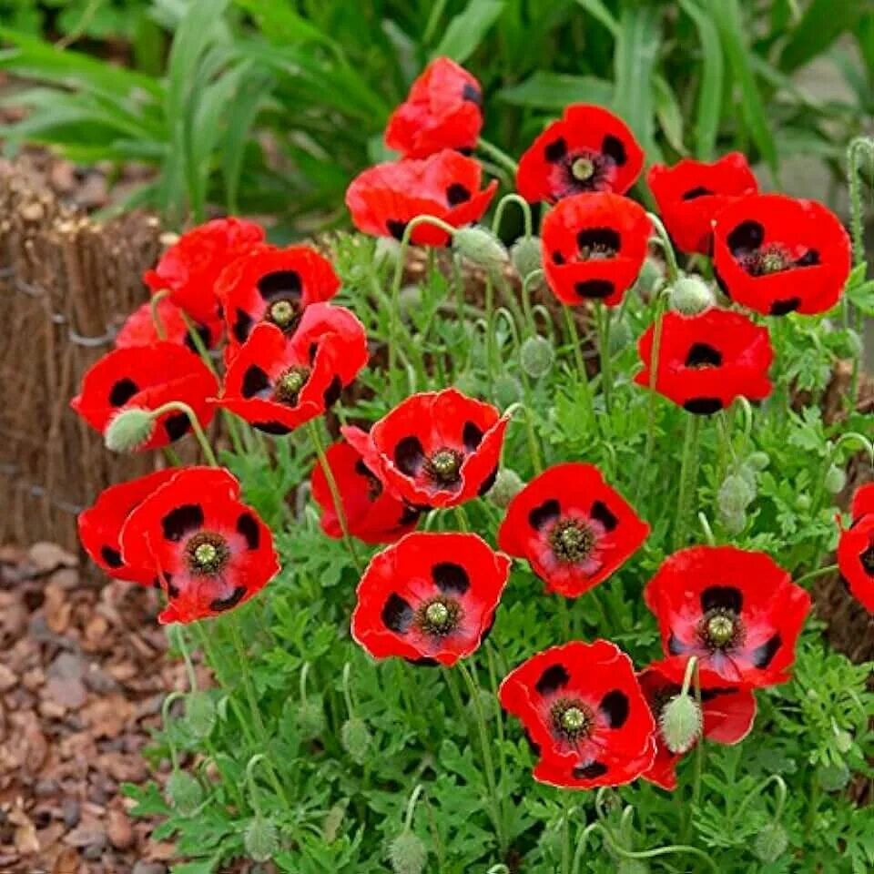 Маки садовые фото Amazon.com: Poppy Plants For Sale
