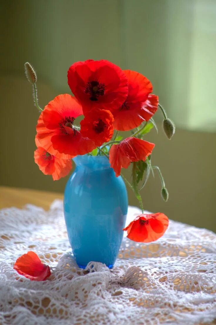 Маки в вазе фото Маки, цветы, натюрморт, still life Цветочные контейнеры, Цветы, Маки