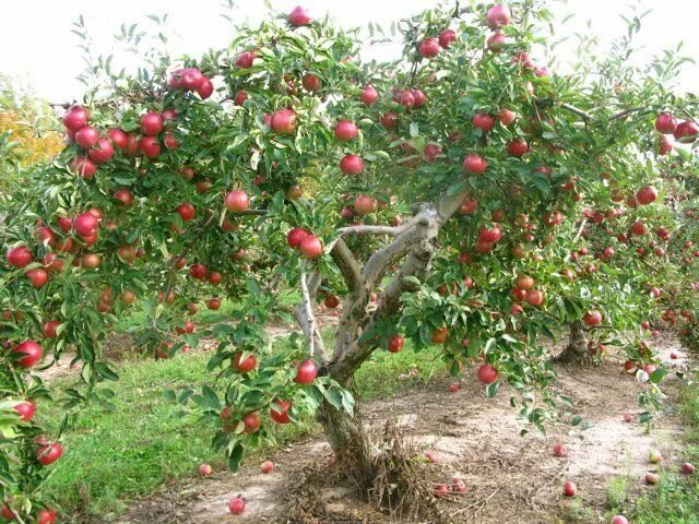 Макинтош яблоня описание фото отзывы садоводов Pink Lady apple tree Pink lady apples, Fruit trees, Apple tree