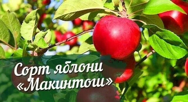 Макинтош яблоня описание фото отзывы садоводов В продаже саженцы Яблонь - Дарина Рассада овощей и цветов OK.RU