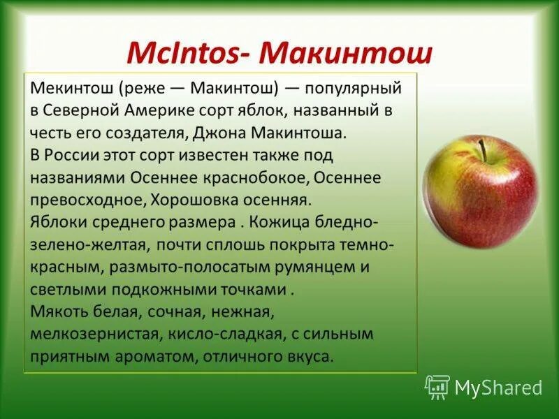 Макинтош яблоня описание фото отзывы садоводов Макинтош яблоня описание
