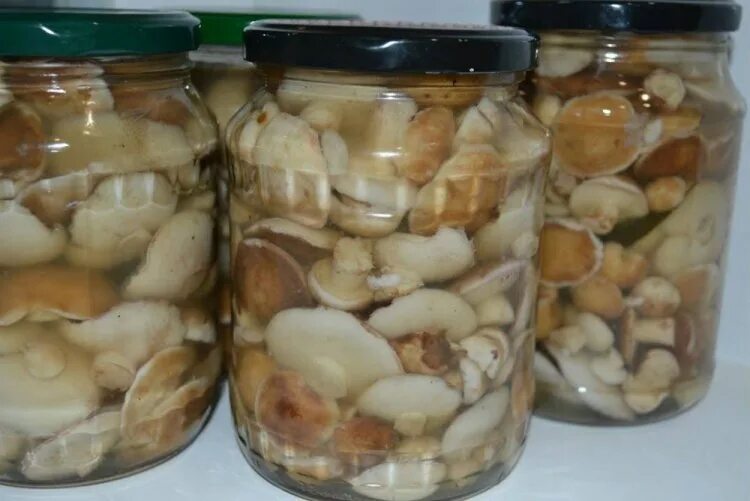 Маринованные грибы фото банка Маринованные маслята на зиму: 15 отличных рецептов
