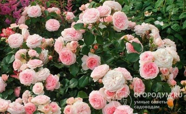 Мария терезия роза фото Характеристики гибридного сорта розы Мария Терезия: как посадить флорибунду