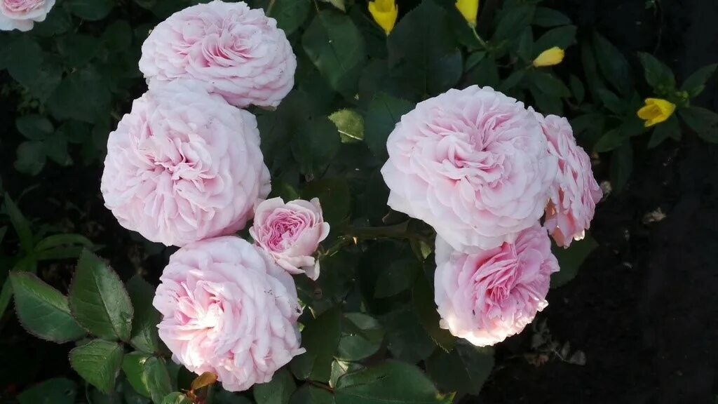 Мария терезия роза фото Роза мария терезия флорибунда - MosRosa.ru