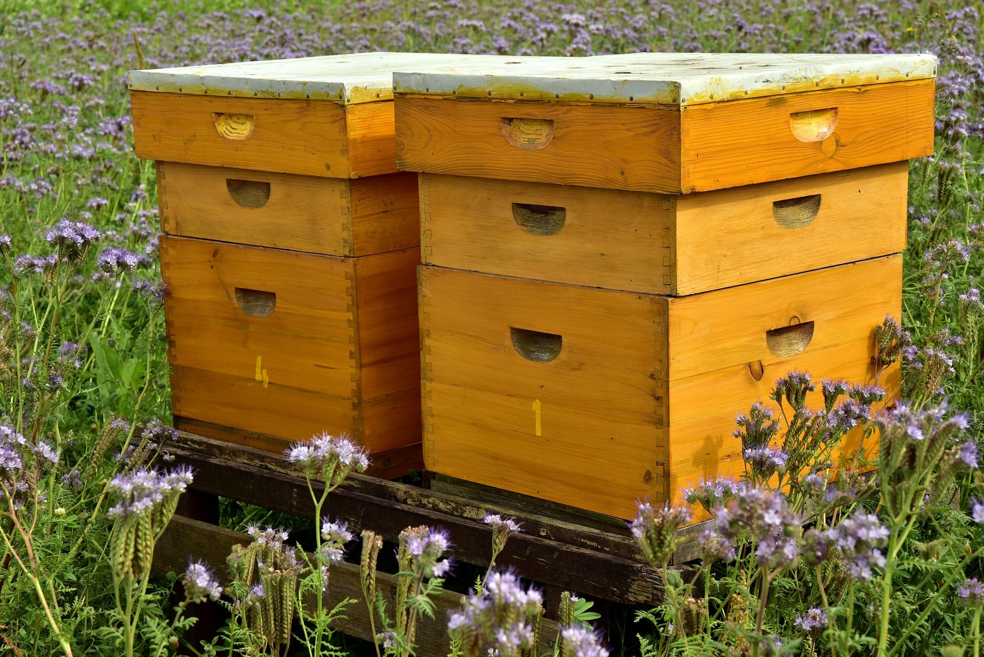 Марк ульев фото Beekeeping 101: Choosing a Type of Beehive Bee hive, Bee keeping, Langstroth hiv