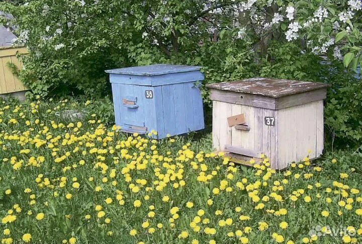 Марк ульев фото Улей для пчел бу купить в Поспелихе Животные и зоотовары Авито