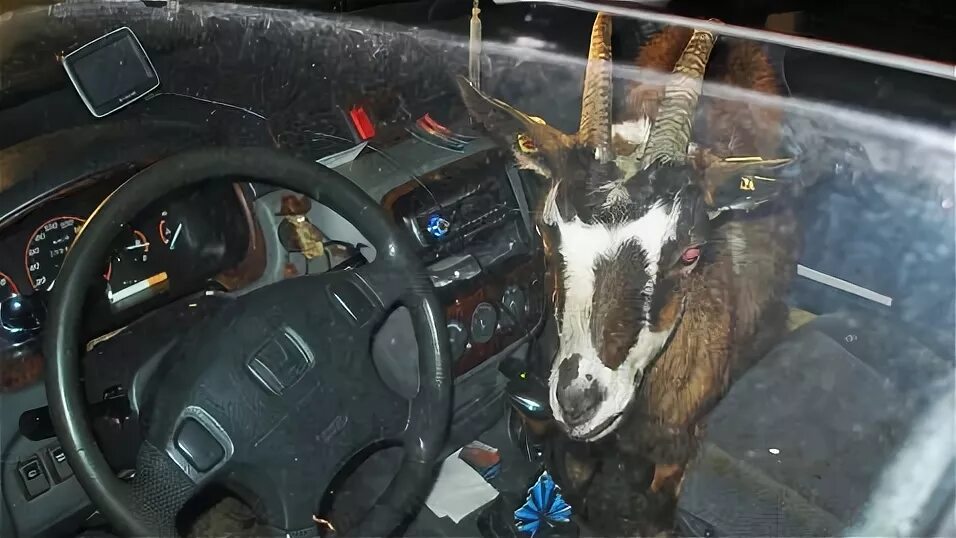 Марка машины козел фото Goat Takes Over Man's Car, Eats Seats - ABC News