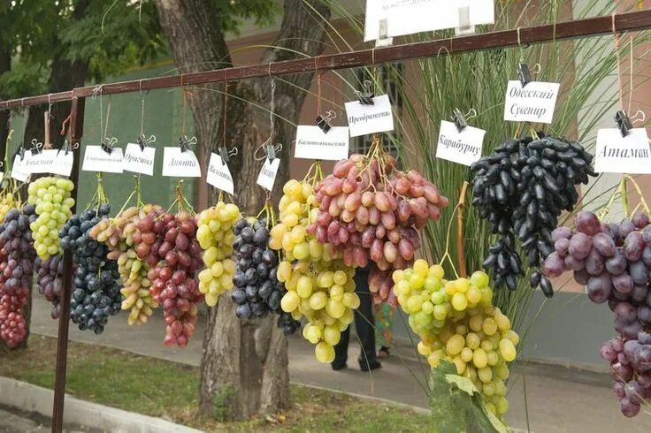 Маркет виноград фото A Brief Guide to 11 Popular Grape Varieties Grapes, Grape orchard, Fig varieties