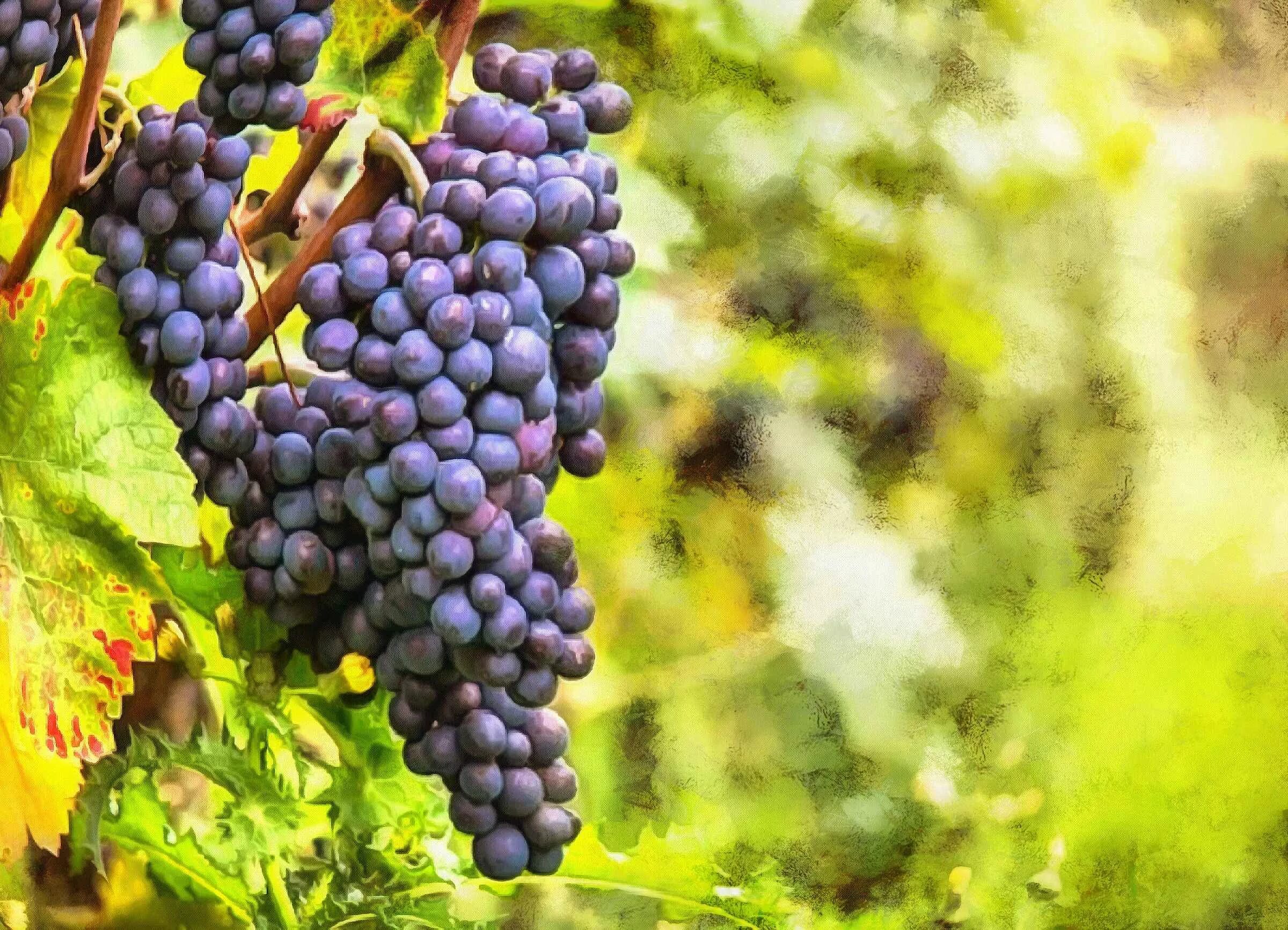 Маркетт виноград фото grape, grapes, large grapes, harvest, blue grapes