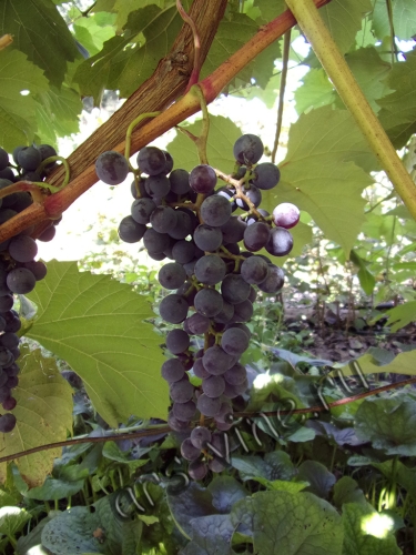 Маркетт виноград фото Новый технический сорт Маркетт (Marquette) Ars-Vine