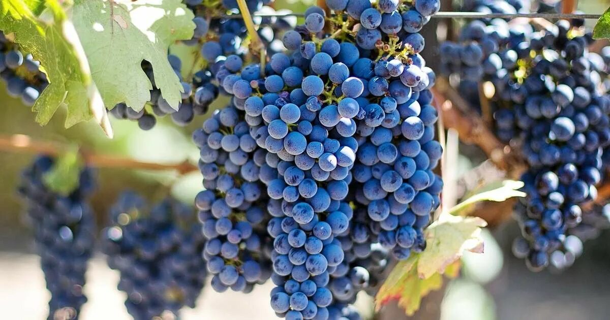 Маркетт виноград фото Orange and Châteauneuf-du-Pape Culture and Wine Half Day Tour from Avignon, Fran