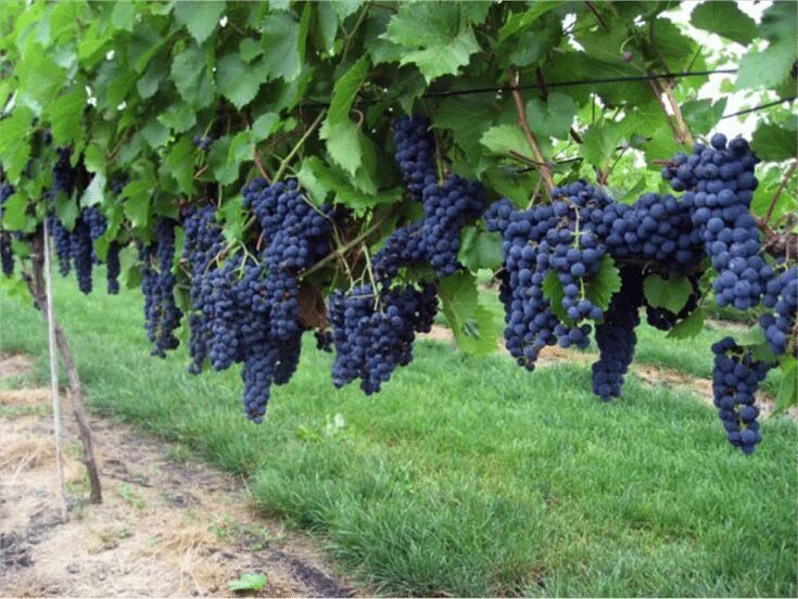 Маркетт виноград фото Best Cold Hardy Fruits To Grow At Home Backdoor Survival in 2020 Grapes, Growing