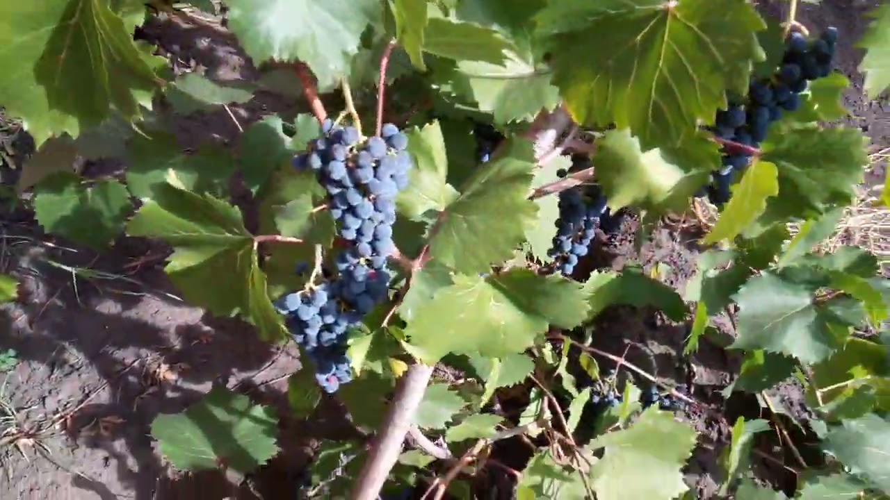 Маркетт виноград фото Виноград Маркетт 05 09 2020 - YouTube