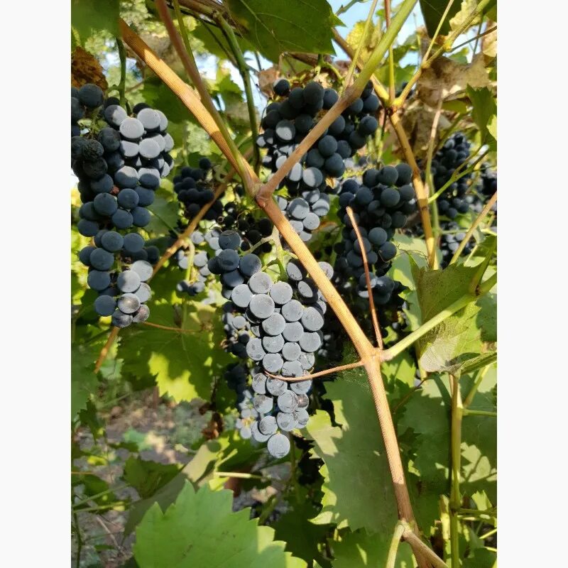 Маркетт виноград фото Продам саджанці винограду Маркет, Полтавська обл - Agro-Ukraine