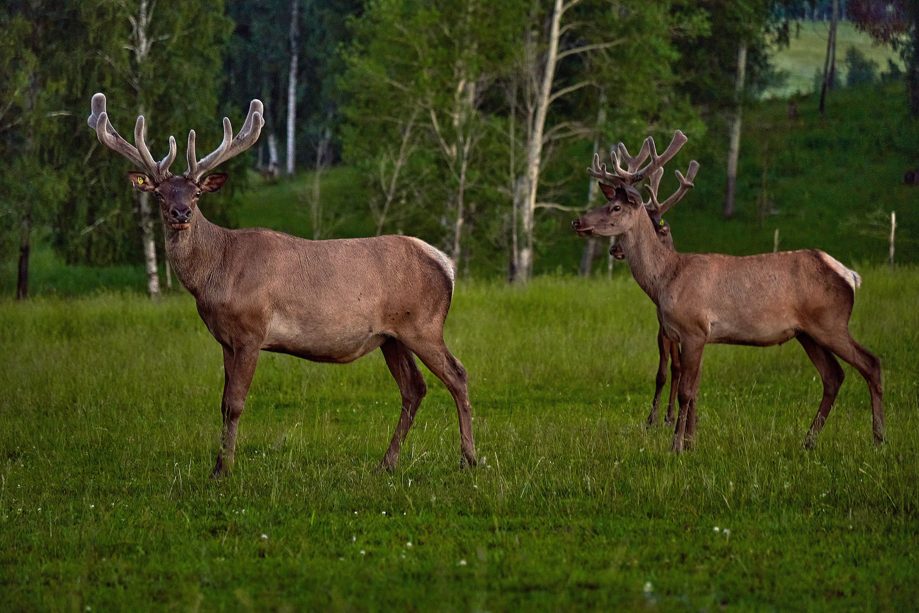 Марки морал фото Antler Увлажняющий питательный крем для тела Пантовый шоколад 200 г - купить с д