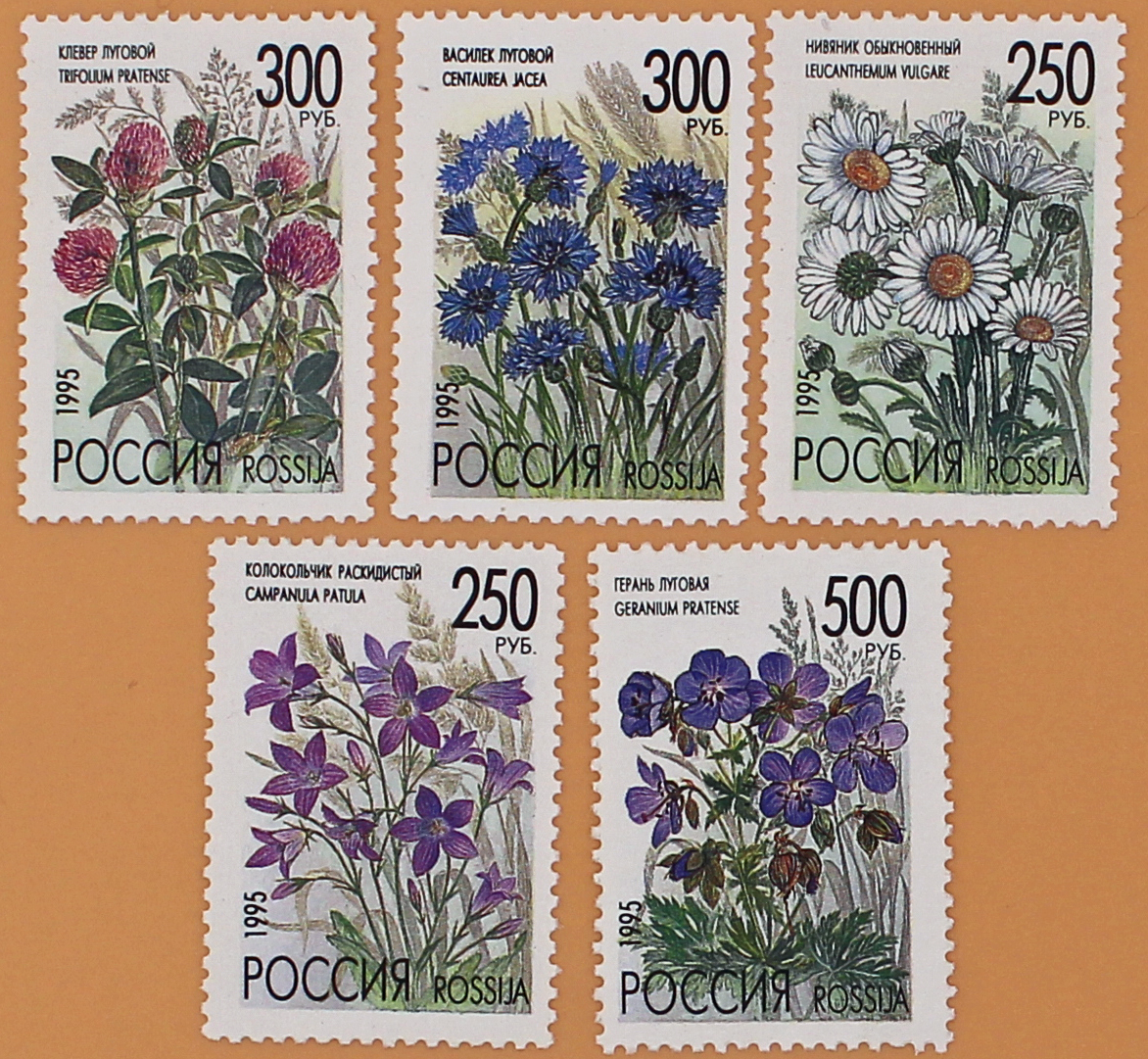 Марки россии фото и цены 1995, 216-220, Полевые цветы России. - Серия, 5 марок, Россия купить по низкой ц