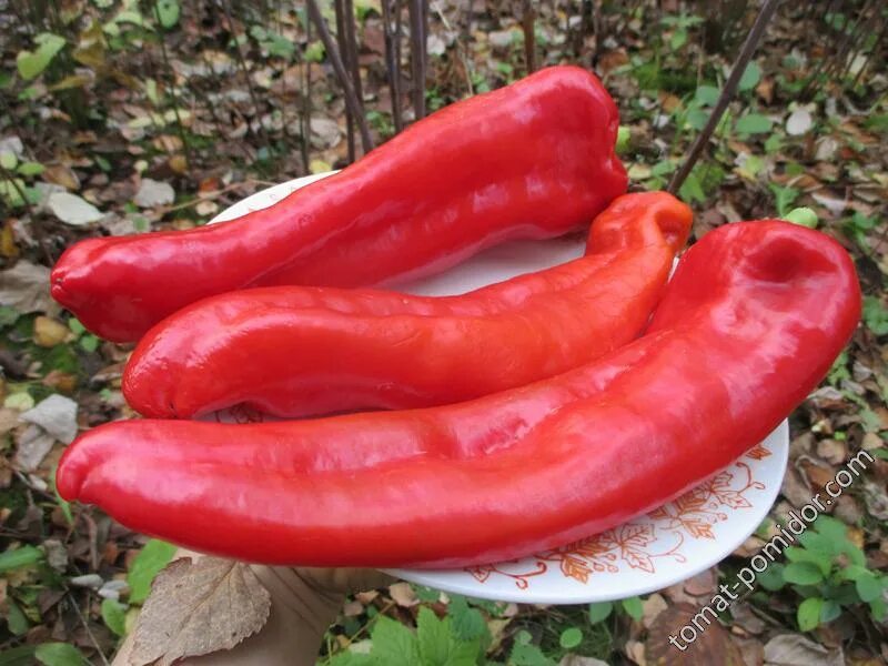 Маркони перец описание сорта фото Рамиро и Маркони - Альбомы - tomat-pomidor.com