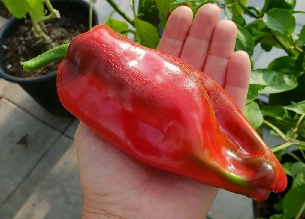 Маркони перец описание сорта фото Сорта перцев длинных сладких: найдено 88 картинок