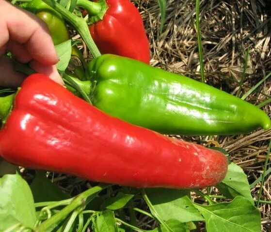 Маркони перец описание сорта фото Italian Frying Peppers The Italian Long Sweet kinds are excellent fryers when gr
