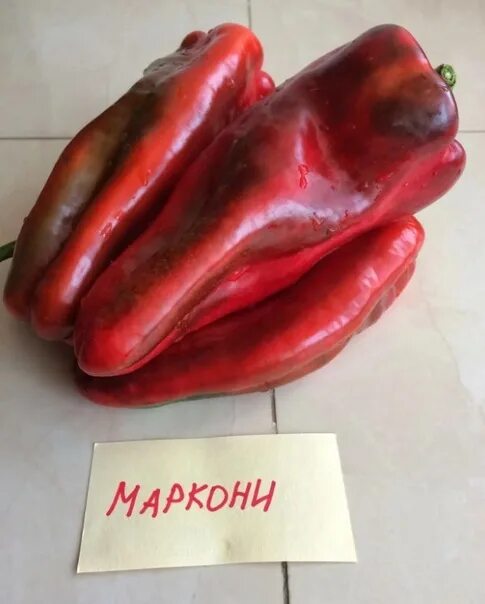 Маркони перец описание сорта фото Фотографии ПЕРЕЦ МАРКОНИ ХАРАКТЕРИСТИКА И ОПИСАНИЕ