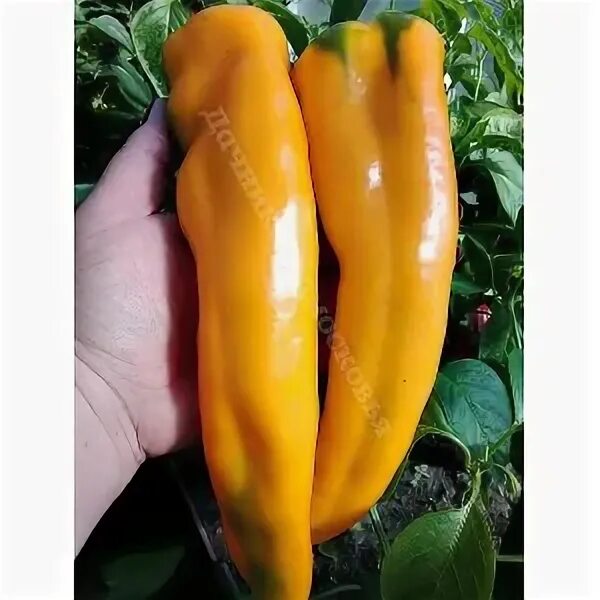 Маркони перец описание сорта фото Семена Перец Дачник Подмосковья Маркони Золотой 10шт - Хомяк