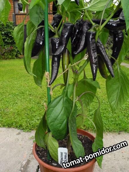 Маркони перец описание сорта фото Маркони черный..jpg - 2019 год - tomat-pomidor.com
