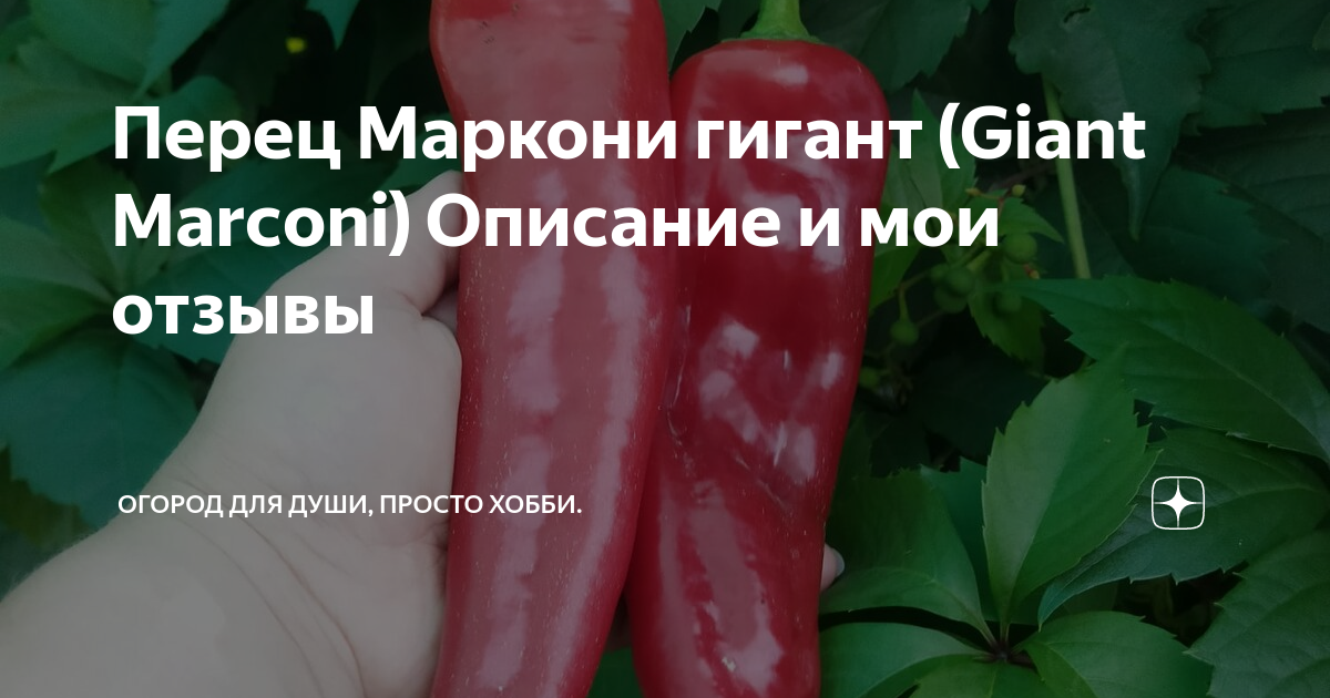 Маркони перец описание сорта фото Перец Маркони гигант (Giant Marconi) Описание и мои отзывы Наталья37 и мой огоро