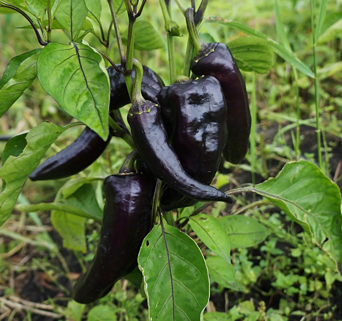 Маркони перец описание сорта фото 7 сортов длинноплодных перцев, которые я выращивала для запекания. Описание и фо