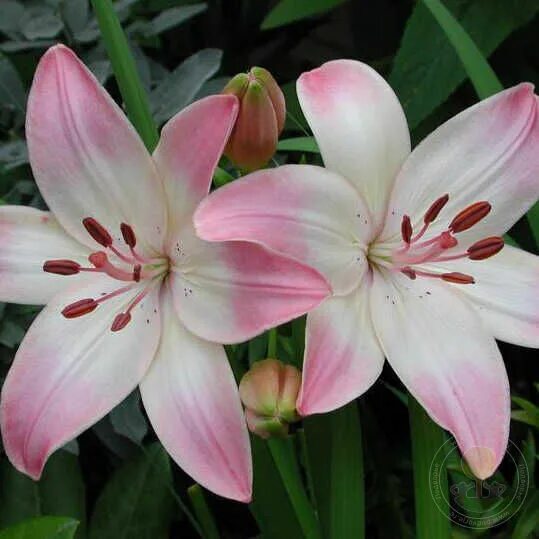 Марлен розовая лилия фото Лилия Марлен (Lilium Marlene) купить луковицы в Москве по низкой цене, доставка 