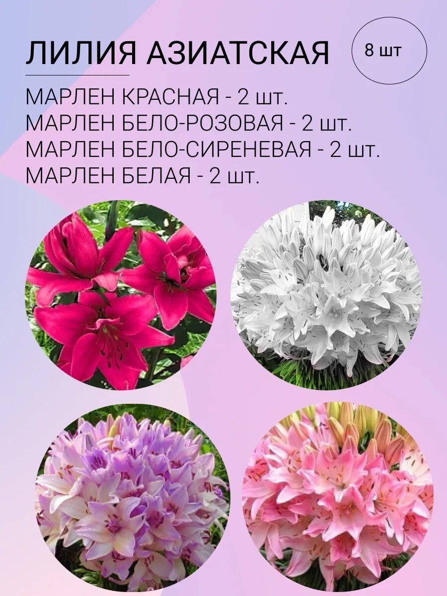 Марлен розовая лилия фото Семена Луковичка 74171995 купить в интернет-магазине Wildberries