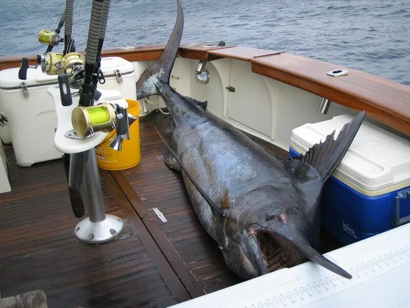Марлен рыбы фото Black Marlin at stern Океанические существа