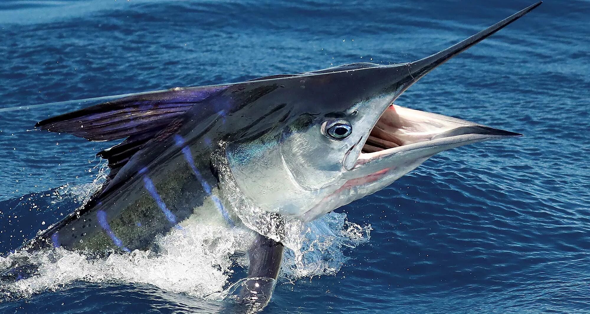 Марлен рыбы фото Southern California Marlin Fishing Marlin