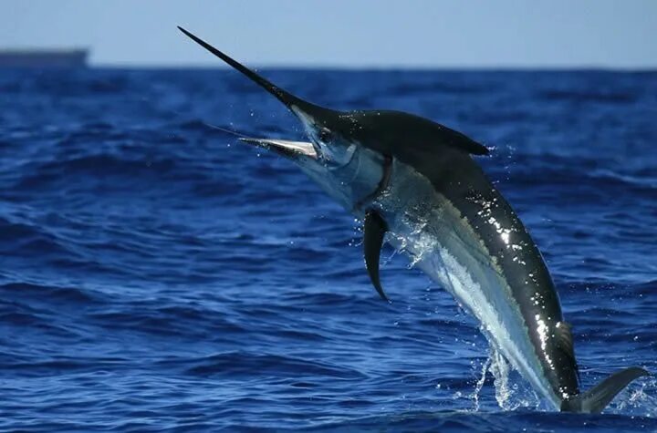 Марлин рыба фото The Olympic champion M. Phelps swims at a speed of 8 km/h. A Black Marlin swims 
